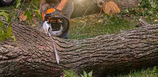 Best Lawn Watering Services  in Lake Dallas, TX