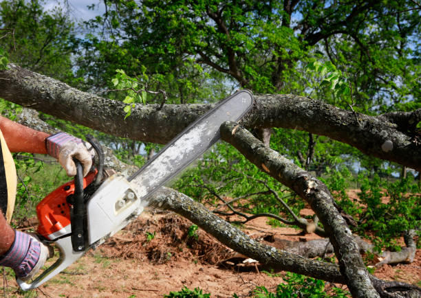 Best Utility Line Clearance  in Lake Dallas, TX